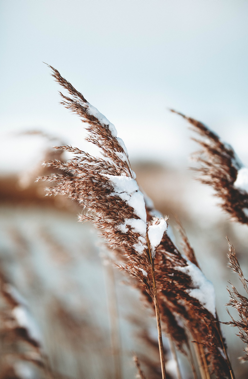 Ähren im Winter