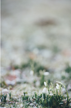 Osterglocken im Frühling